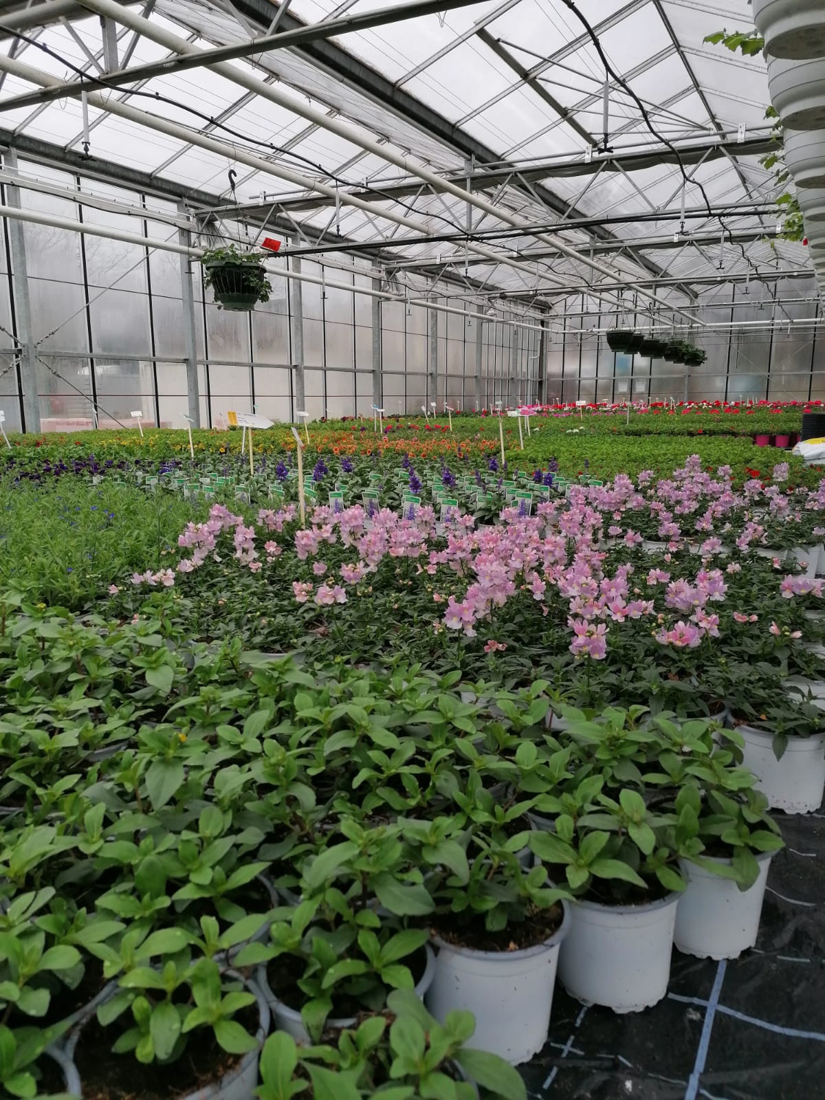 Frühlingsblüher im Verkaufsgewächshaus