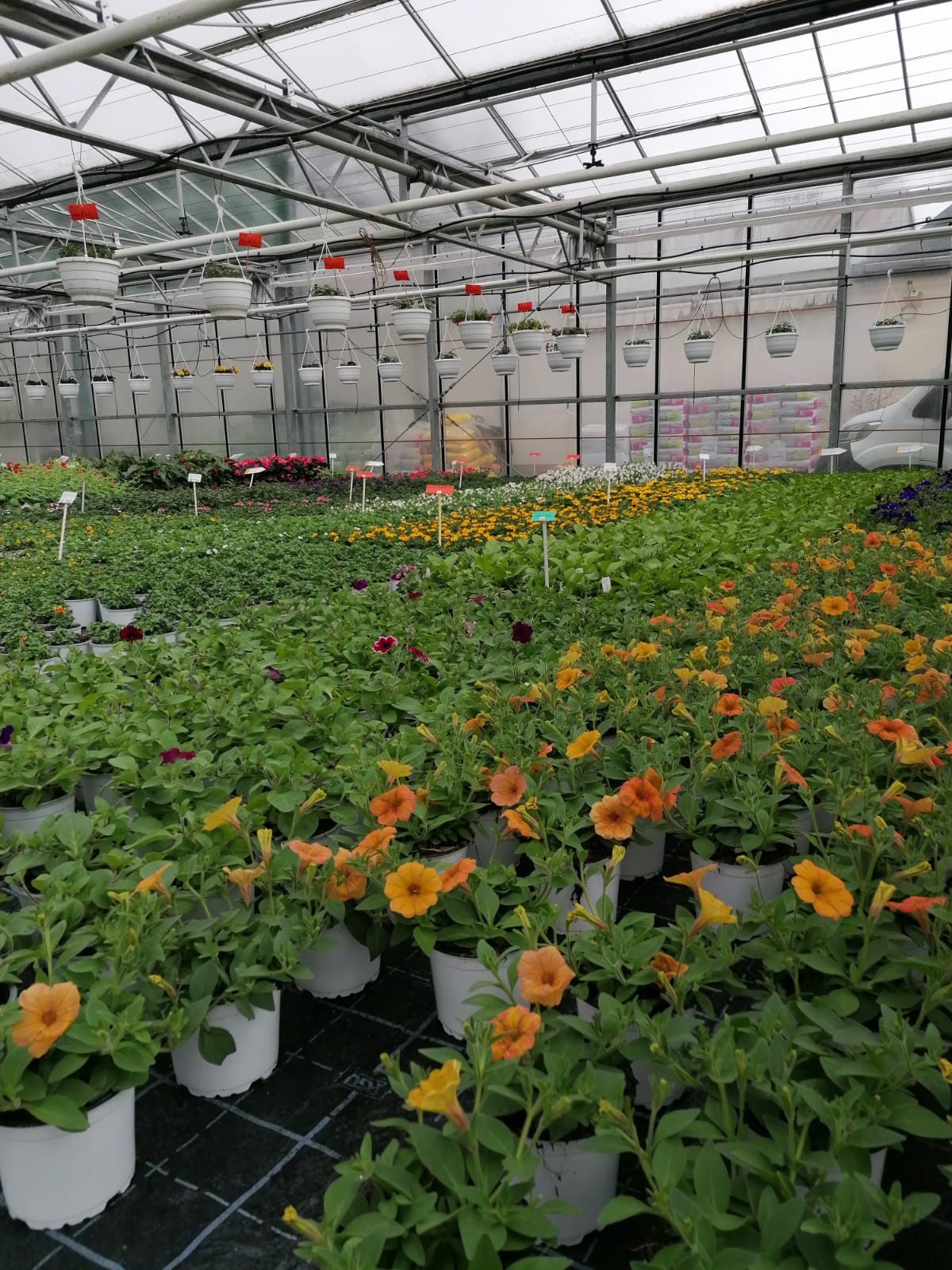 Sommerblumen und Balkonpflanzen in Produktion