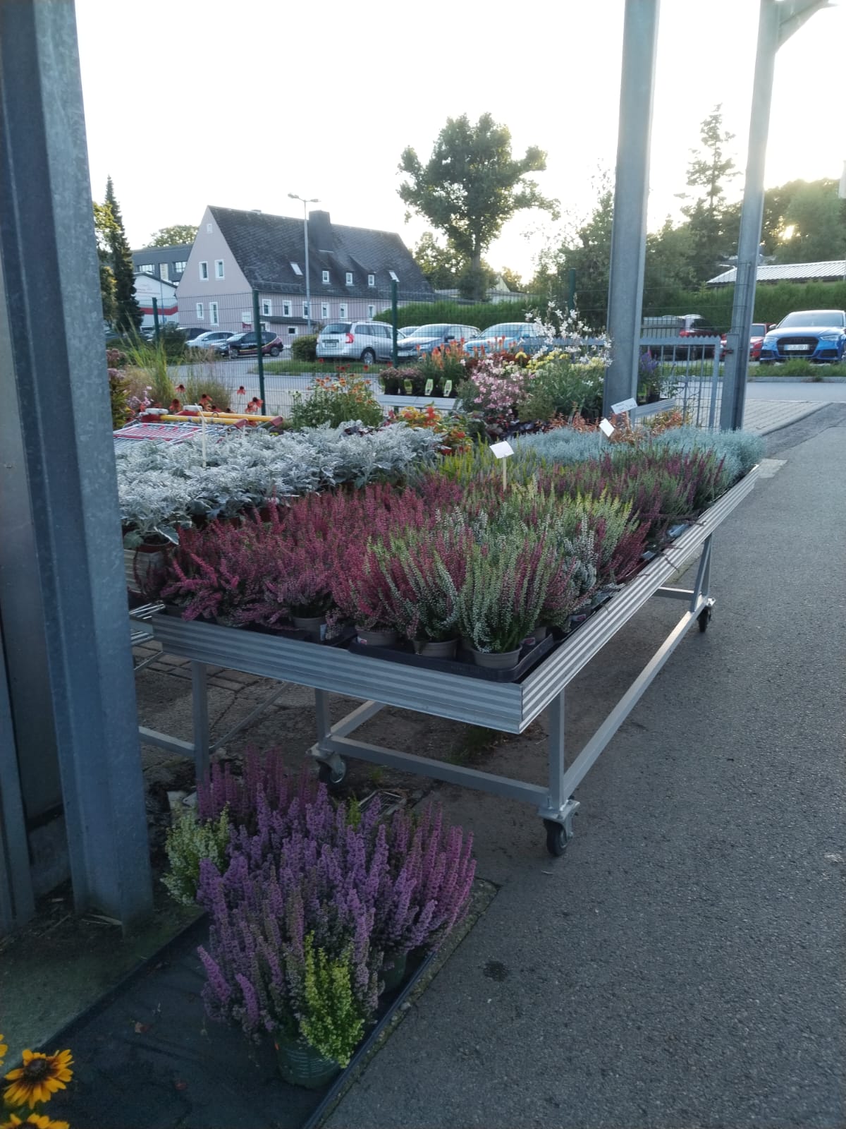 Topfpflanzen im Gewächshaus