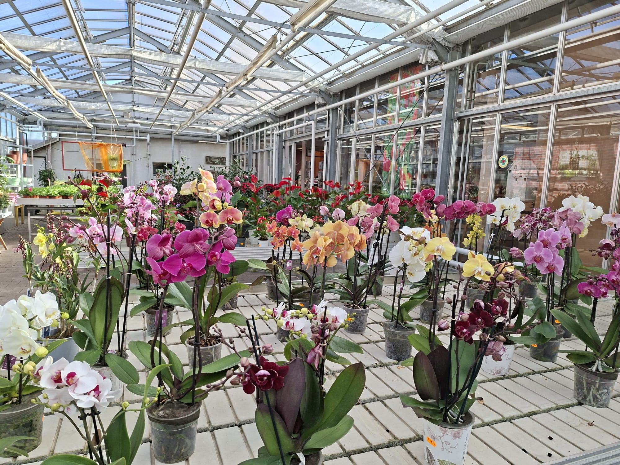 Orchideen-Auswahl im Verkaufsgewächshaus